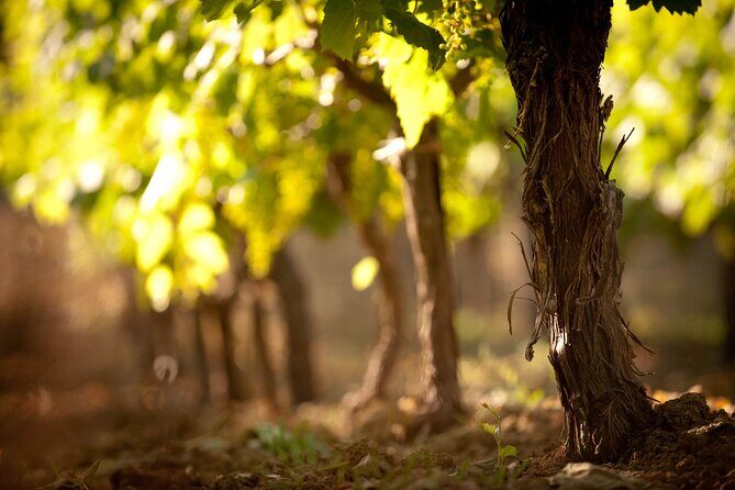 Semi Private Wine Tour of 2 wineries with Transfer and Lunch - Price and value: is $215.92 per person fair?