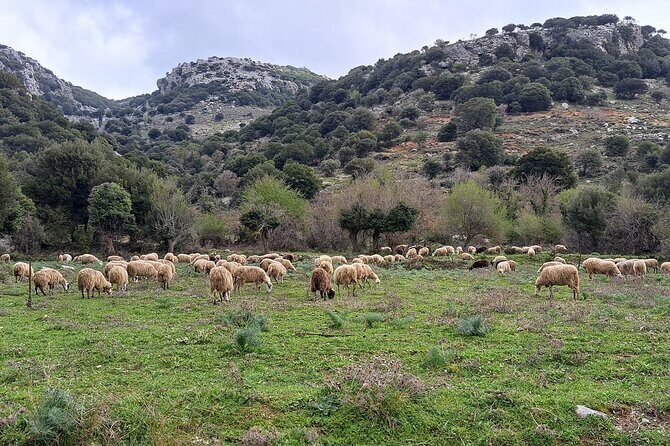 Small Group Tour to Knossos Palace Lasithi Plateau & Olive Mill - The Lasithi Plateau windmills: 26 stone mills and WWII-era purpose