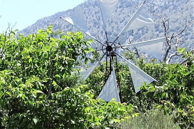 Small Group Tour to Knossos Palace Lasithi Plateau & Olive Mill - Stop 1: Omalia Olive Press in Malia and the joy of tasting oil
