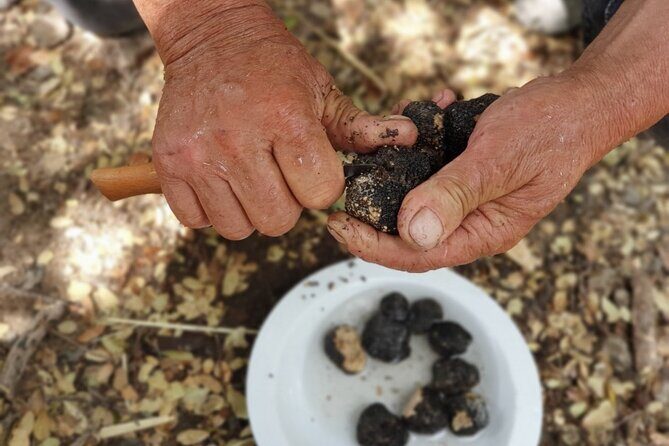 Truffle Hunting, Culinary & Wine Celebration from Heraklion - Timing realities: fitting 6 to 8 hours around walking and road time