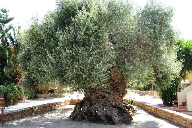 Wine, Beer, Olive Oil Tasting Private Tour (price per group of 6) - Key highlights you’ll feel right away