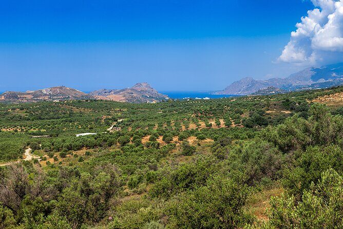 Wine, Beer, Olive Oil Tasting Private Tour (price per group of 6) - Vouves Olive Tree stop: ancient shade in about 20 minutes
