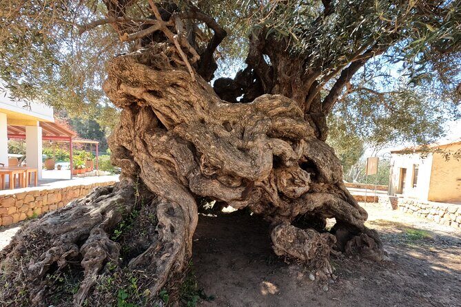 Wine, Dine & Divine: A Cretan Odyssey in Chania. - A private Chania day built around olive oil and wine