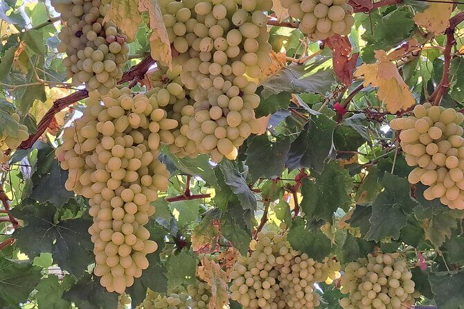 Wine Raki Olive Oil Tasting and Pottery - Private Tour - Price and value for a private group of up to 12