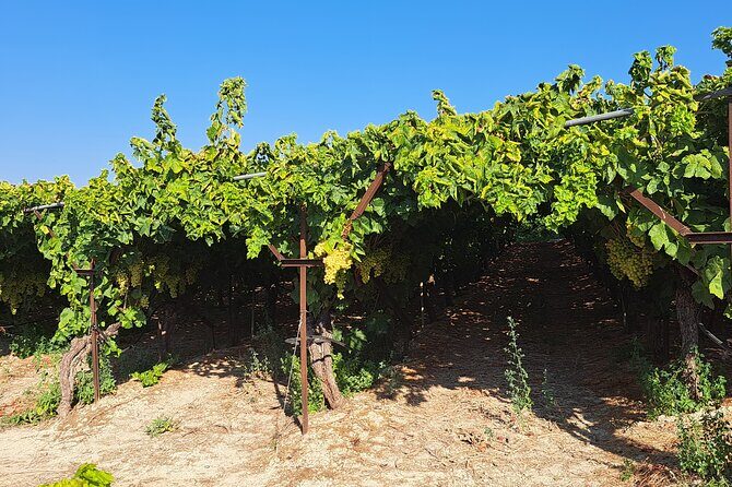 Wine Raki Olive Oil Tasting and Pottery - Private Tour - Who this tour suits best